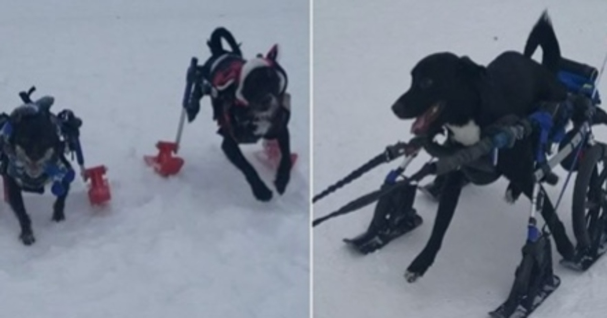 I cagnolini disabili hanno trovato la felicità grazie a un uomo dal cuore d’oro (VIDEO)