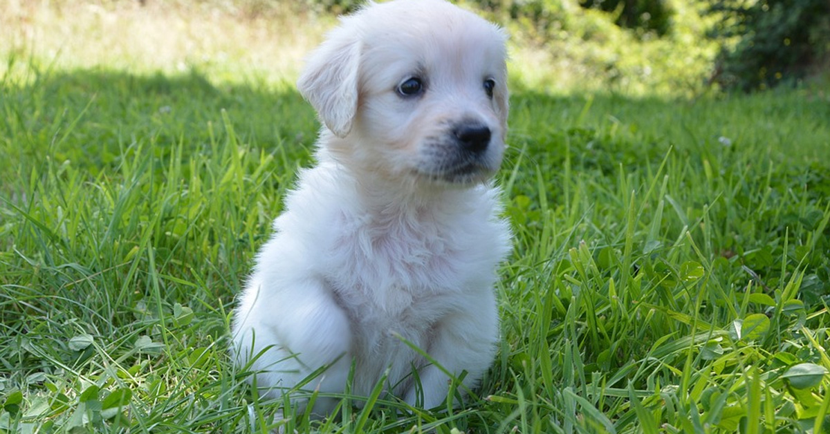 I cuccioli di Golden Retriever giocano teneramente con la loro mamma e il loro papà (video)