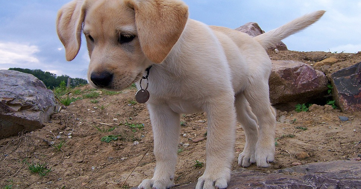 I cuccioli di Labrador scoprono quanto sia divertente giocare con un bastone (video)