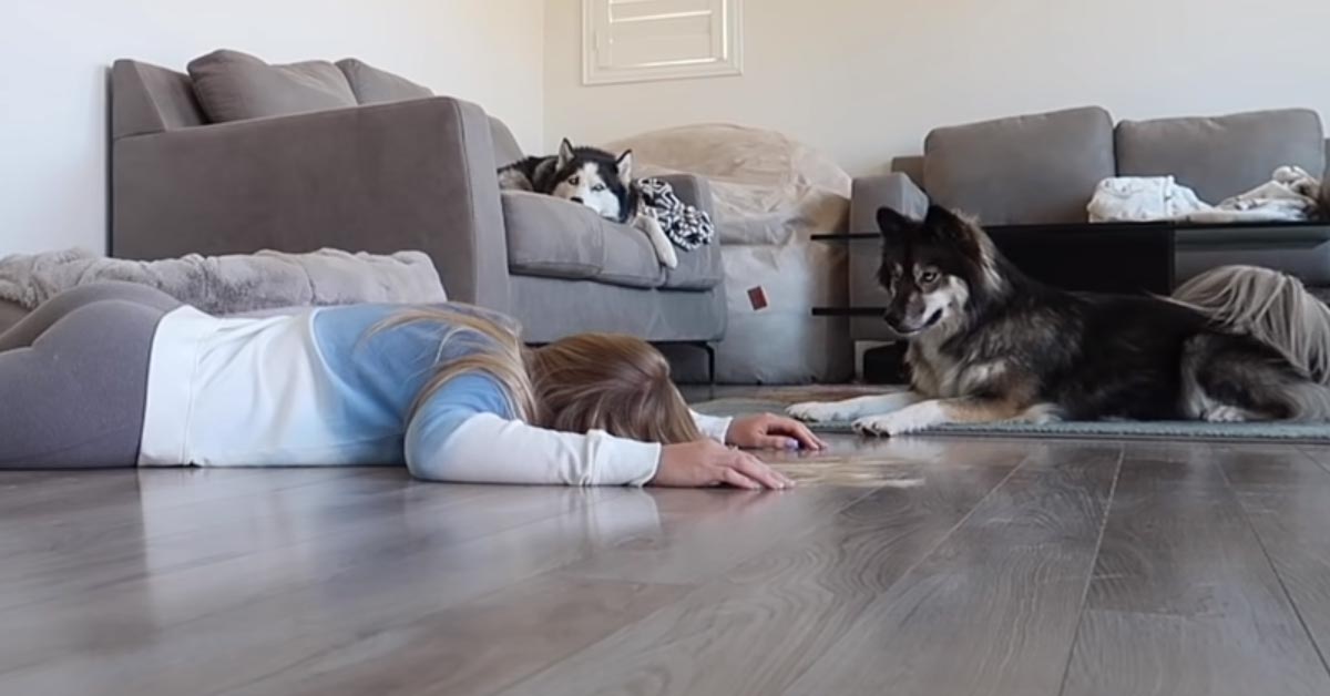 I due Husky subiscono lo scherzo dei proprietari che fingono di svenire (video)