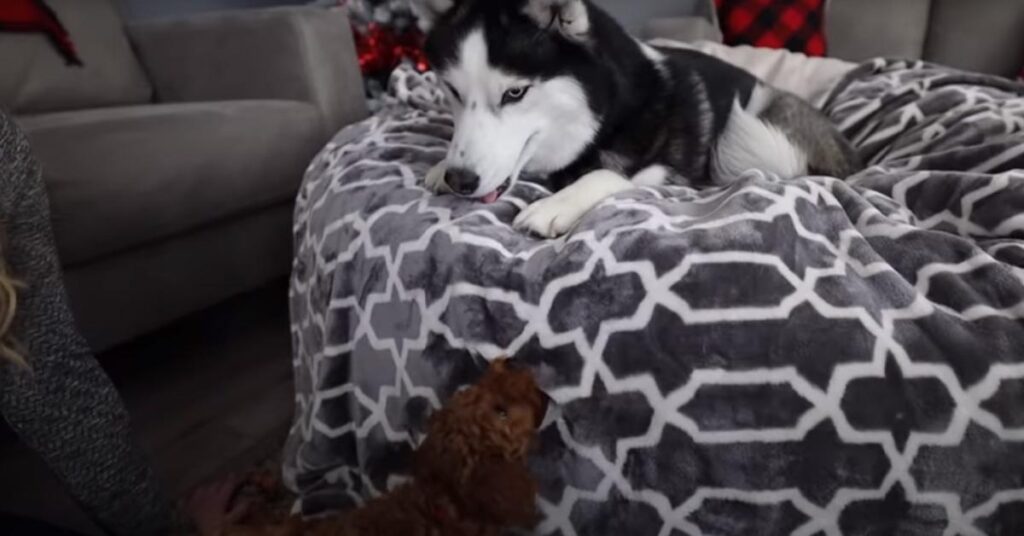 Husky gioca con un cucciolo di Barboncino
