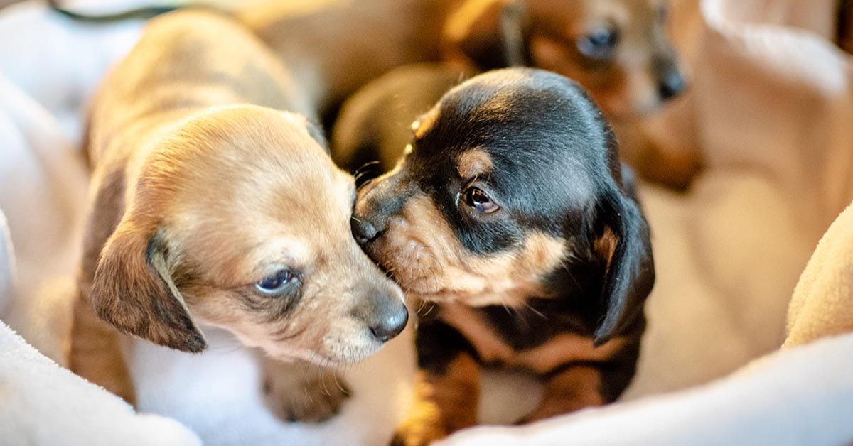 I due cagnolini Bassotto non si stancano mai di giocare con la pallina insieme alla padrona (video)