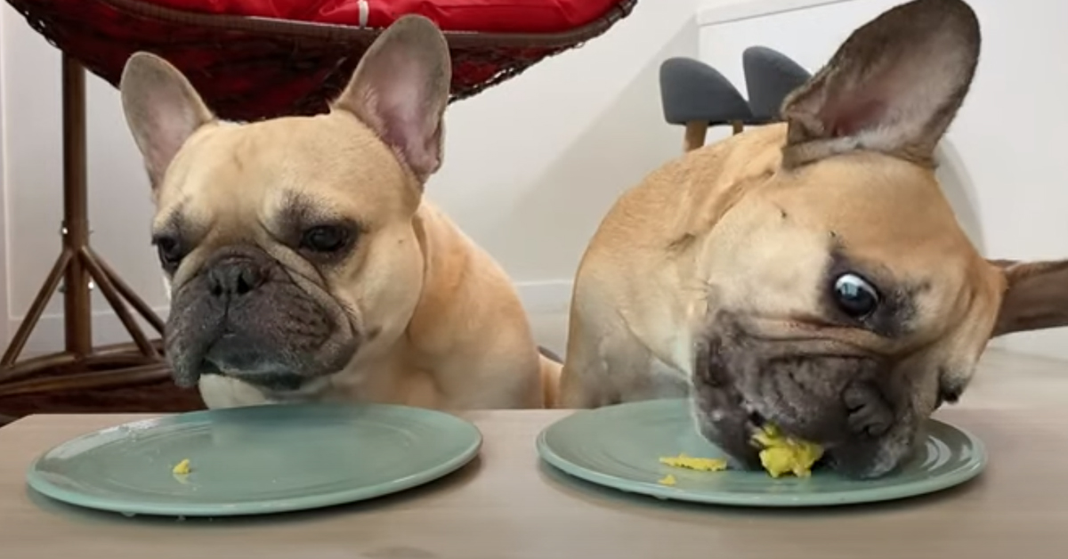 I due cani Bulldog Francese affrontano un particolare test di assaggio di cibi “strani” (video)