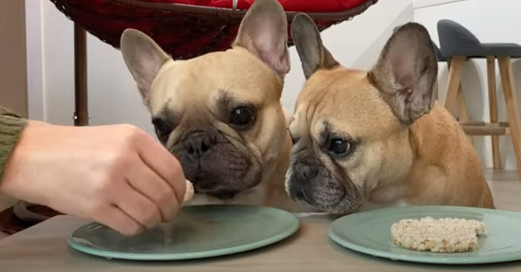 Due cani Bulldog Francese che mangiano