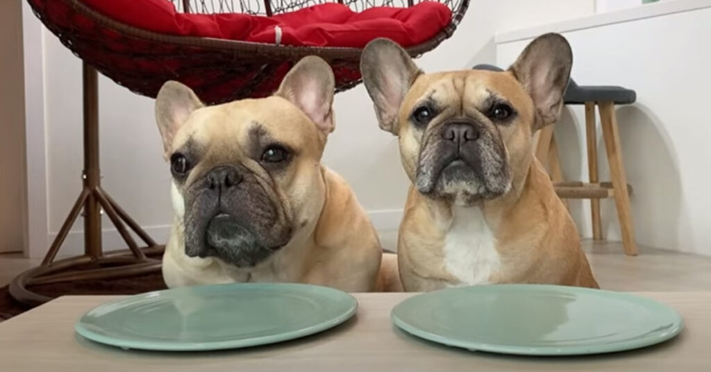 Due cani Bulldog Francese che mangiano