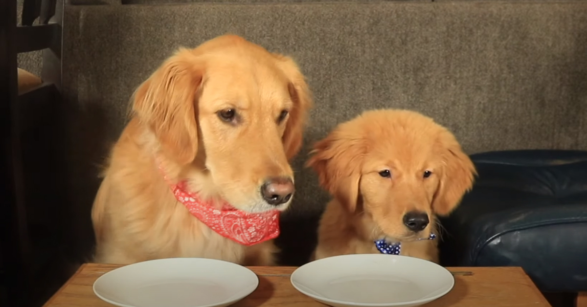 I due cuccioli di Golden Retriever affrontano per la prima volta un test di assaggi