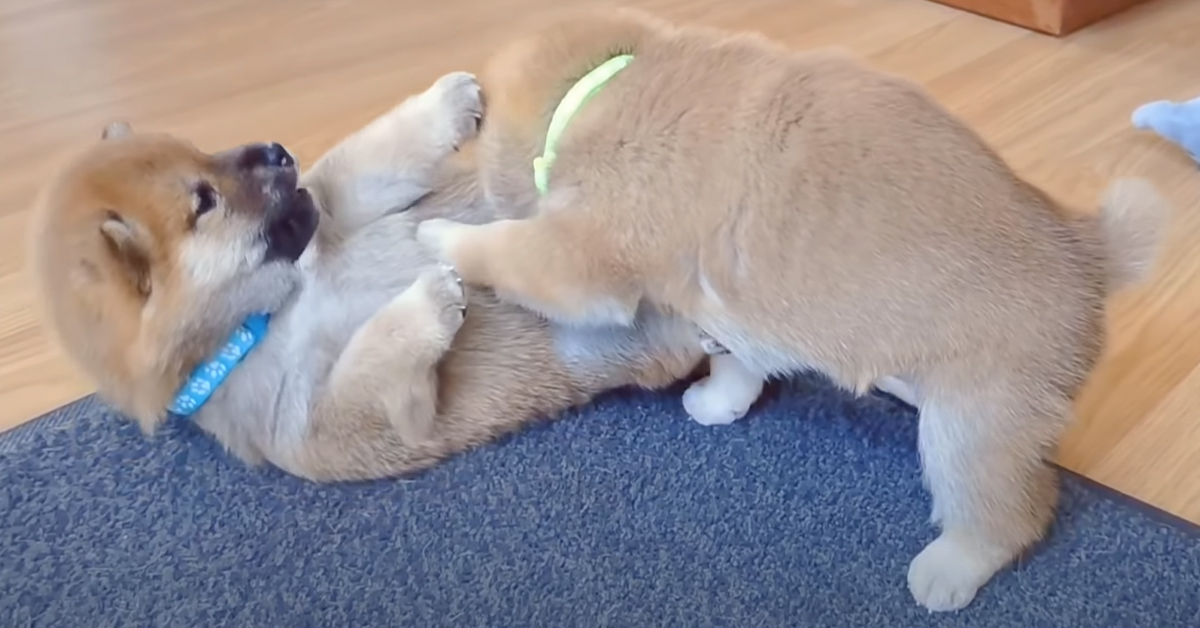 I due cuccioli di Shiba Inu sono protagonisti di una tenera lotta (video)