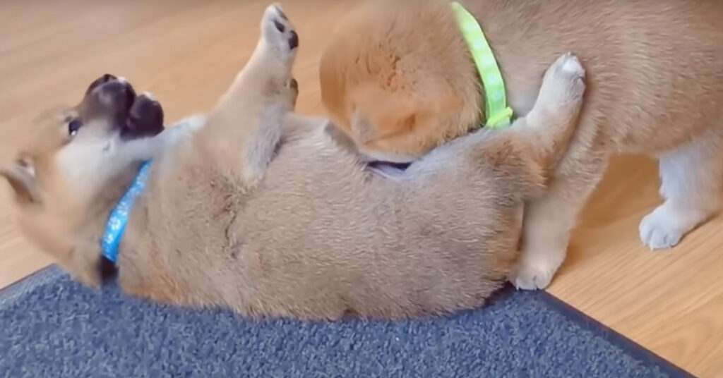 Cuccioli di Shiba Inu giocano