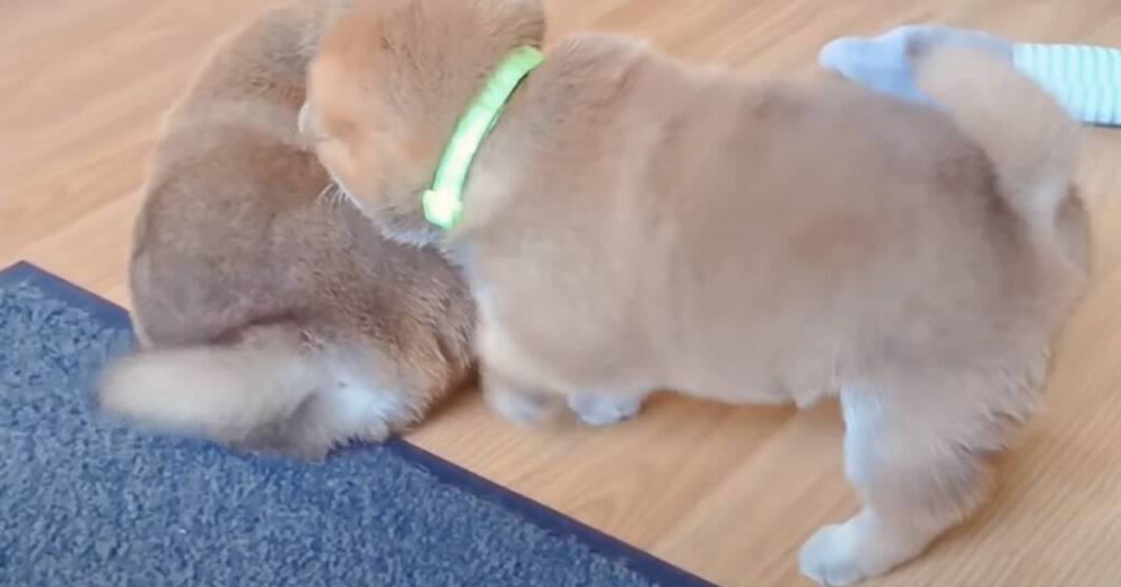 Cuccioli di Shiba Inu giocano