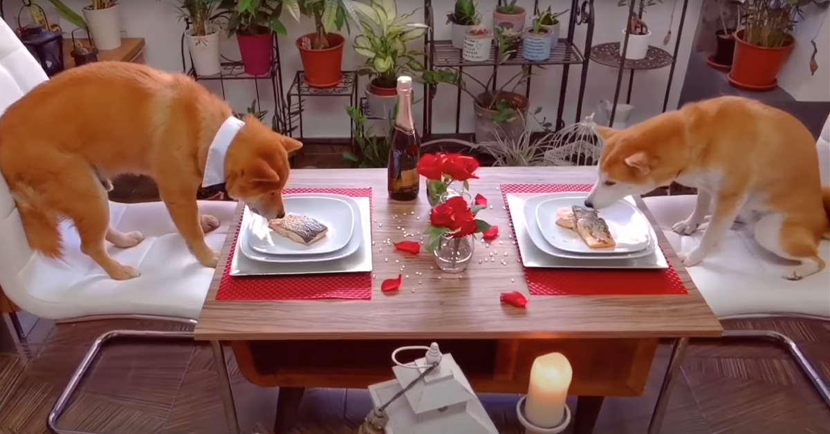 I due teneri Shiba Inu innamorati si concedono una romantica cena a lume di candela (video)