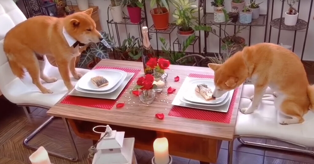 Shiba Inu a cena