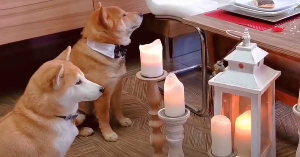 Shiba Inu che osservano