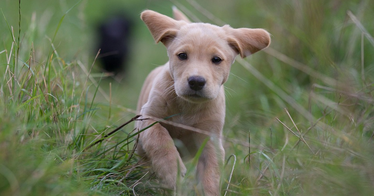 I teneri cuccioli di Labrador affrontano il “temibile” artiglio (video)