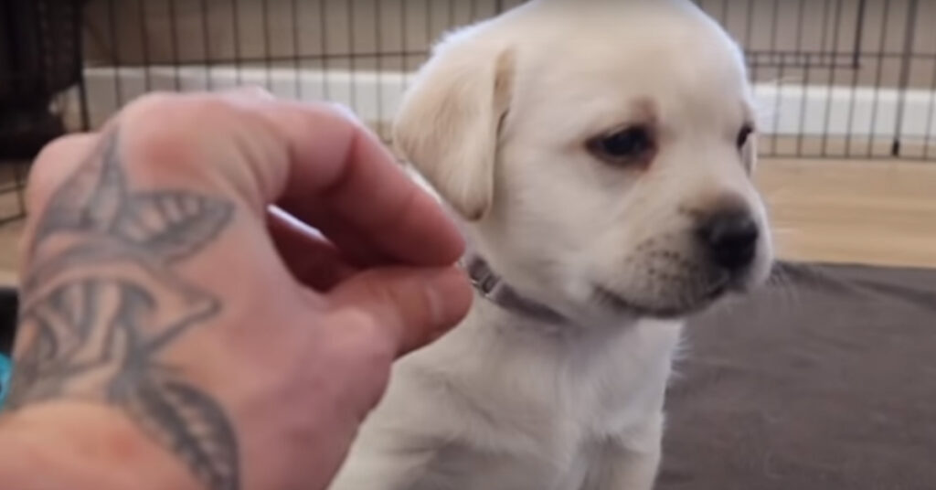 Cucciolo di Labrador che gioca