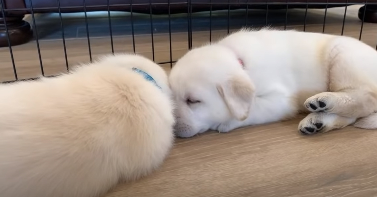 I teneri cuccioli di Labrador fanno per la prima volta il bagnetto