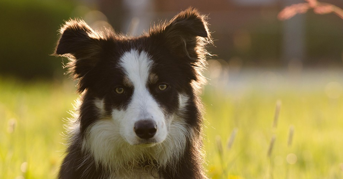 Il Border Collie Luna affronta il gioco delle tazze: dove si nasconde lo snack? (video)