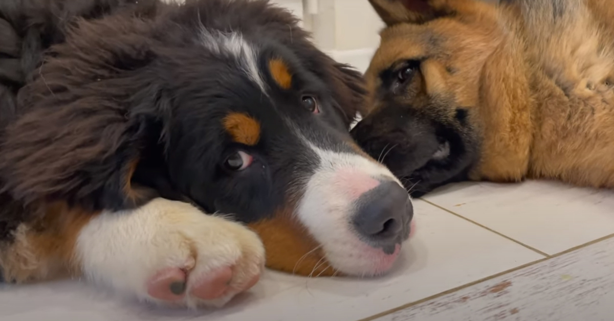 Il Bovaro del Bernese si annoia e decide di stuzzicare il Pastore Tedesco che dorme (video)