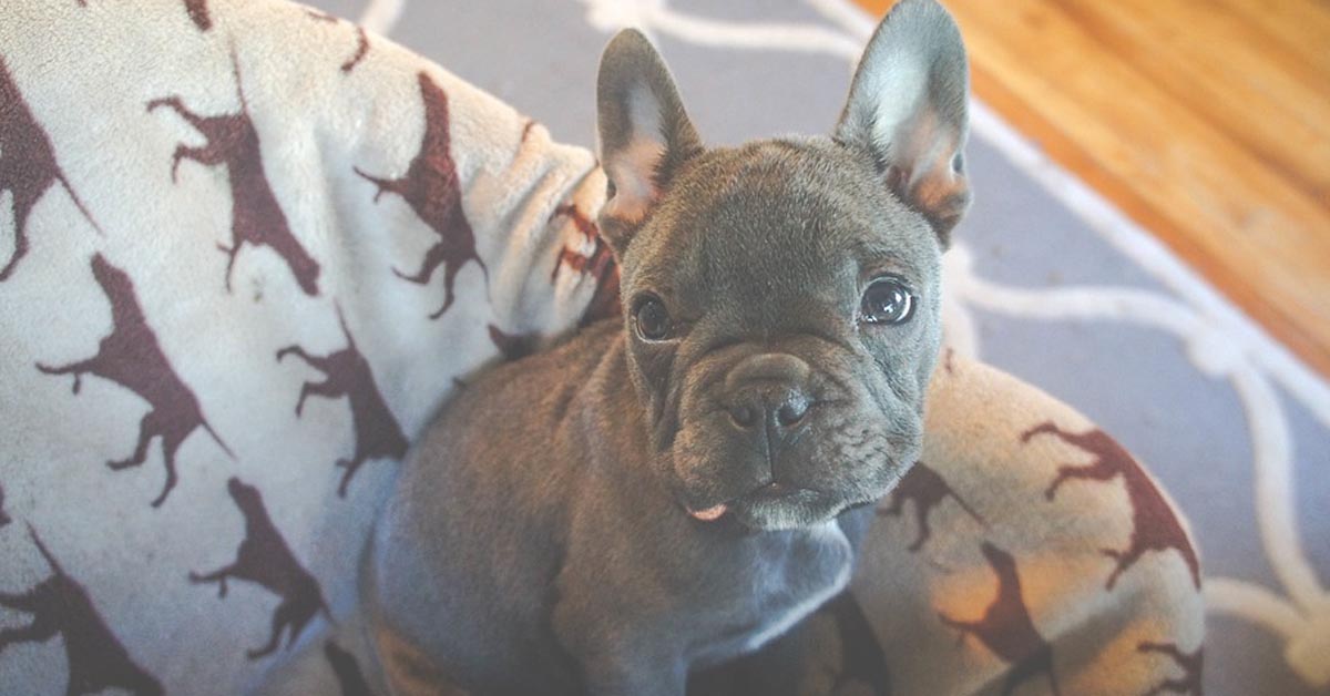 Il Boxer incontra un cucciolo di Bulldog Francese e tra i due è subito amore (video)