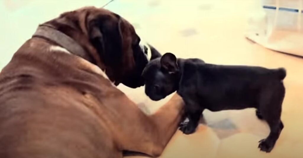 Cucciolo di Bulldog Francese che gioca con un Boxer
