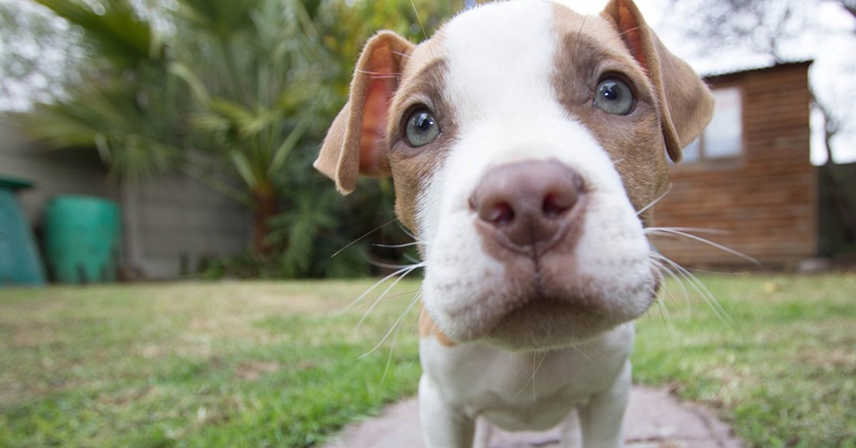 Il Bull Terrier vuole giocare con il fratello e la sua tattica per convincerlo diventa virale (video)