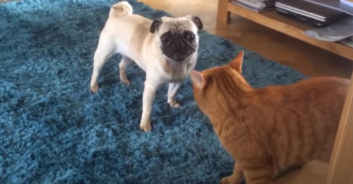 Il Carlino e il gattino adorano giocare insieme, lasciandosi andare ad una tenera lotta (video)
