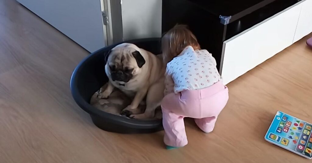 Carlino con una bambina