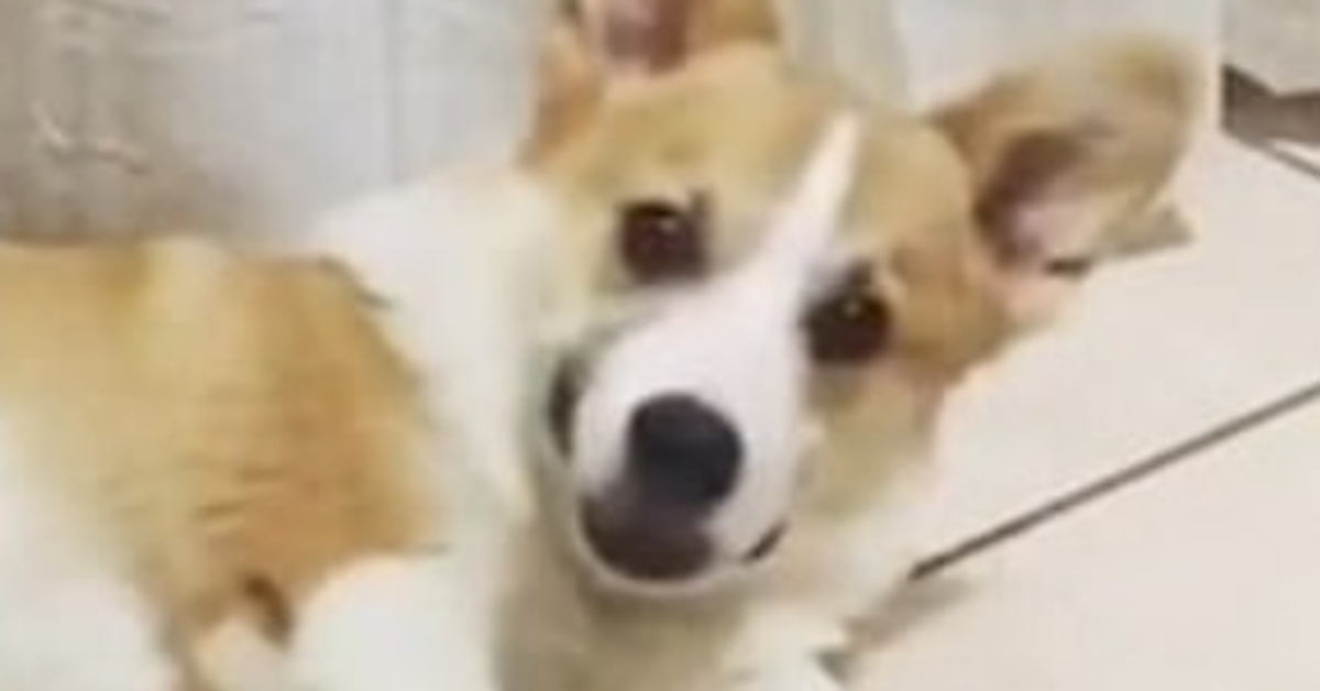 Corgi dorme video