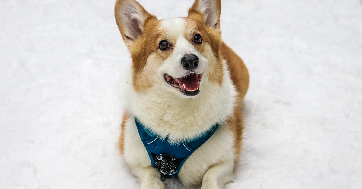 Il Corgi vede la neve per la prima volta e si emoziona