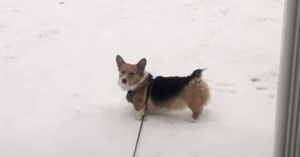 Corgi nella neve