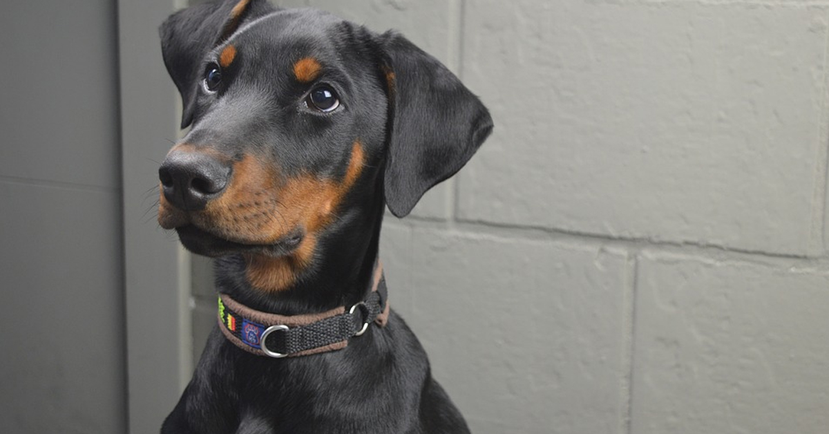 Il Dobermann reagisce di fronte ad altri cani che ululano in tv (video)