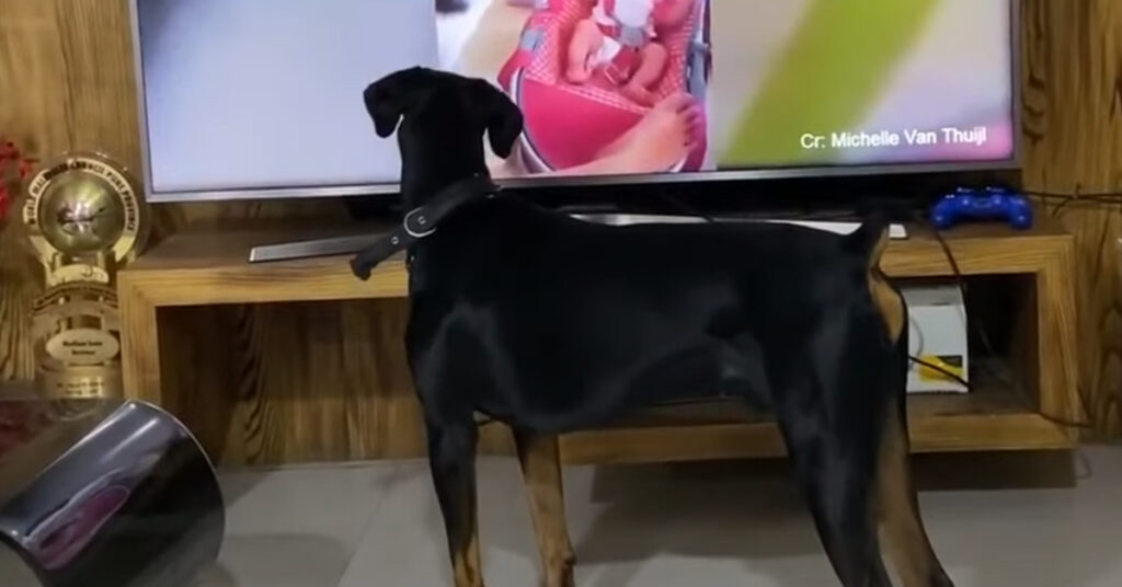 Cane che guarda la tv