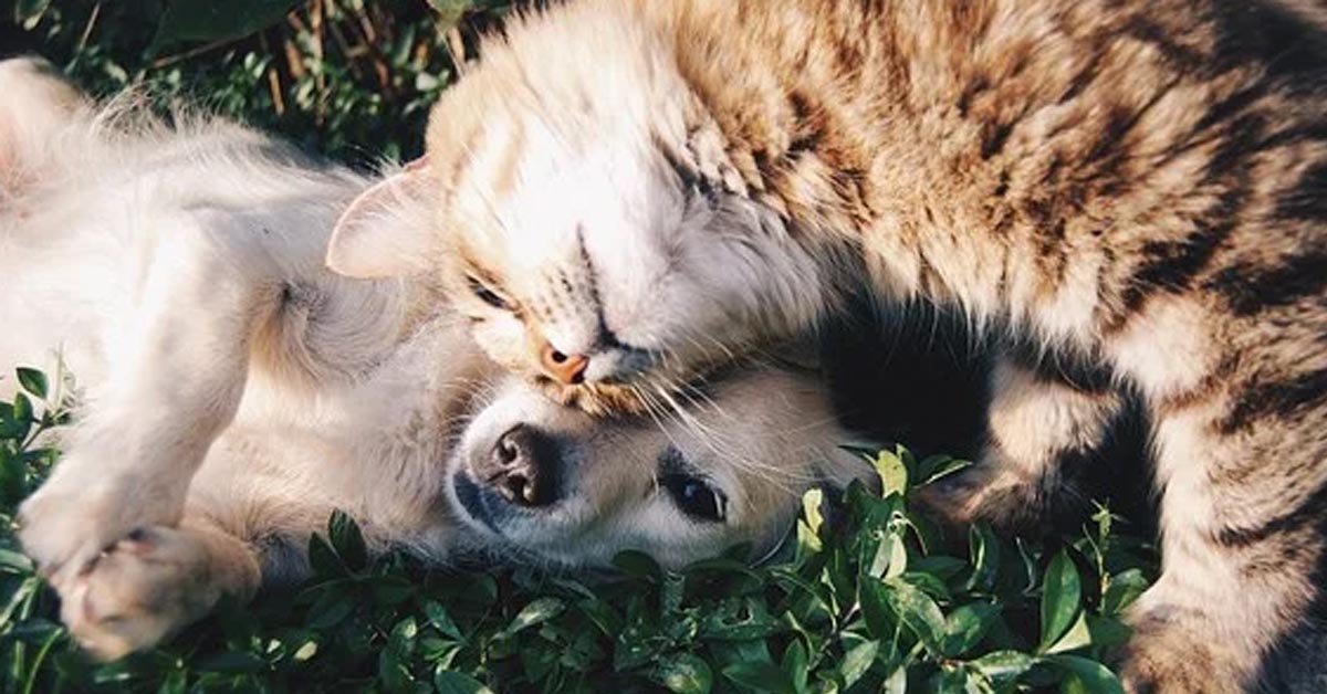 Il Golden Retriever Percy e il suo amico gattino lottano dolcemente (video)