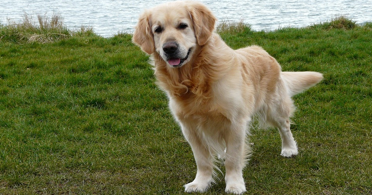 Il Golden Retriever Tucker è davvero molto felice delle sue nuove scarpette (video)