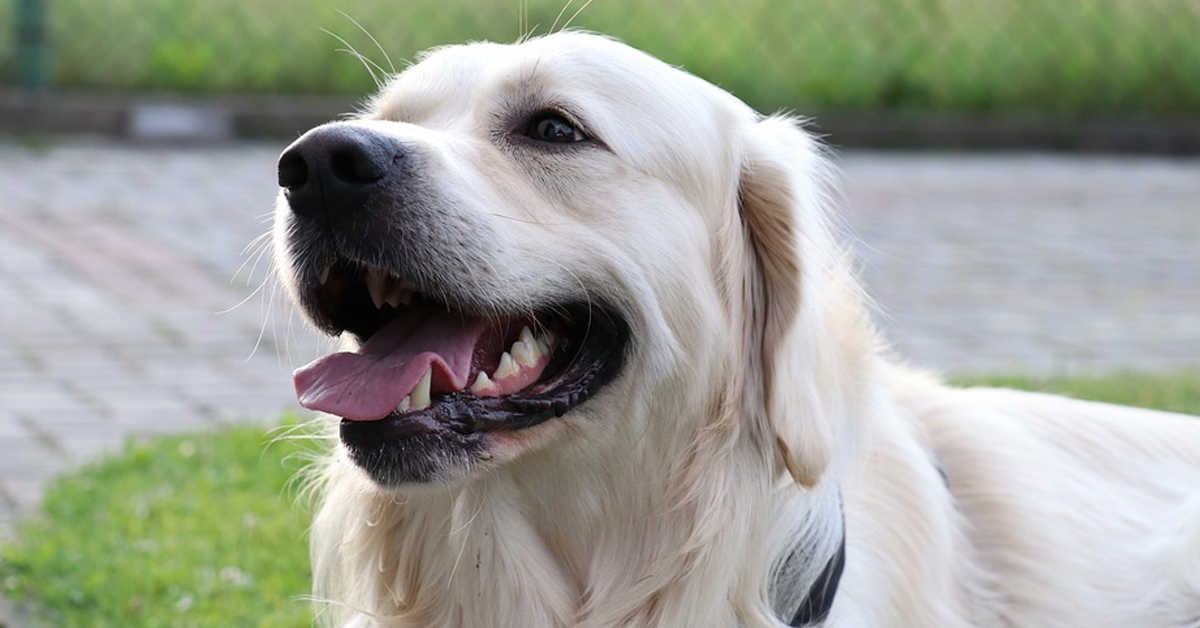 Il Golden Retriever Tucker si sottopone ad un simpatico test di assaggi (video)