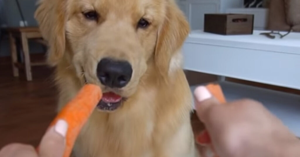 Golden Retriever che mangia