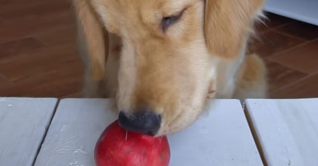 Golden Retriever che mangia