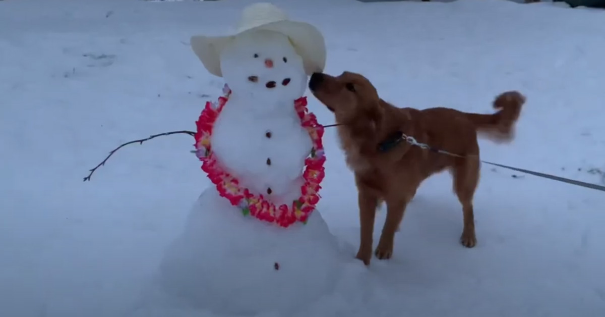 Il Golden Retriever conosce il suo nuovo amico, un pupazzo di neve (video)