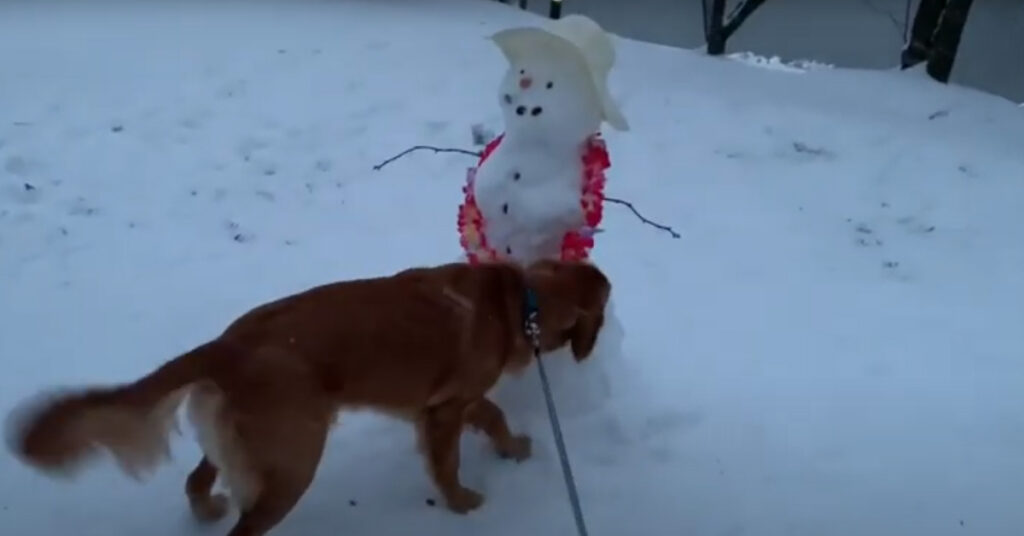 Golden Retriever con un pupazzo di neve