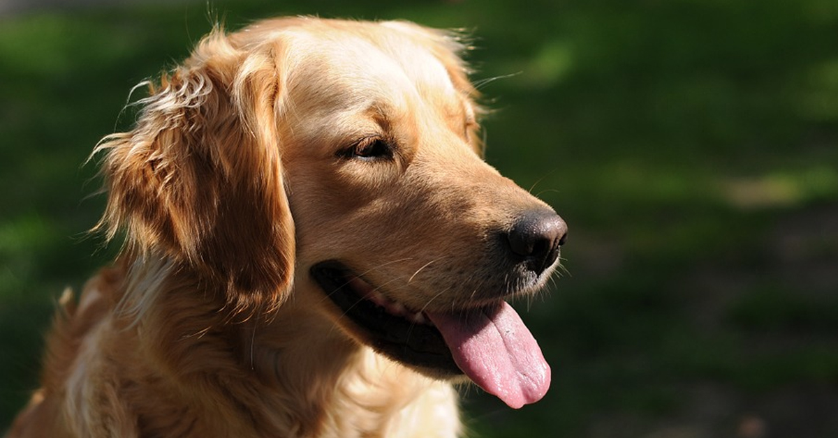 Il Golden Retriever diventa il babysitter dei cuccioli del suo amico Husky (video)