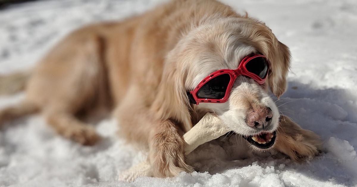 Il Golden Retriever e il Rottweiler giocano felici nella neve (video)