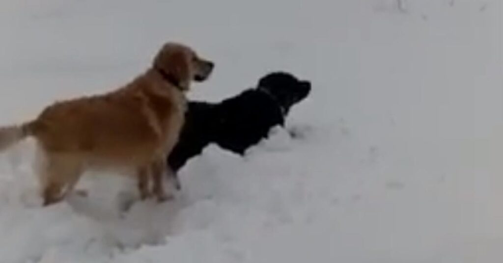 Golden Retriever e Rottweiler giocano nella neve