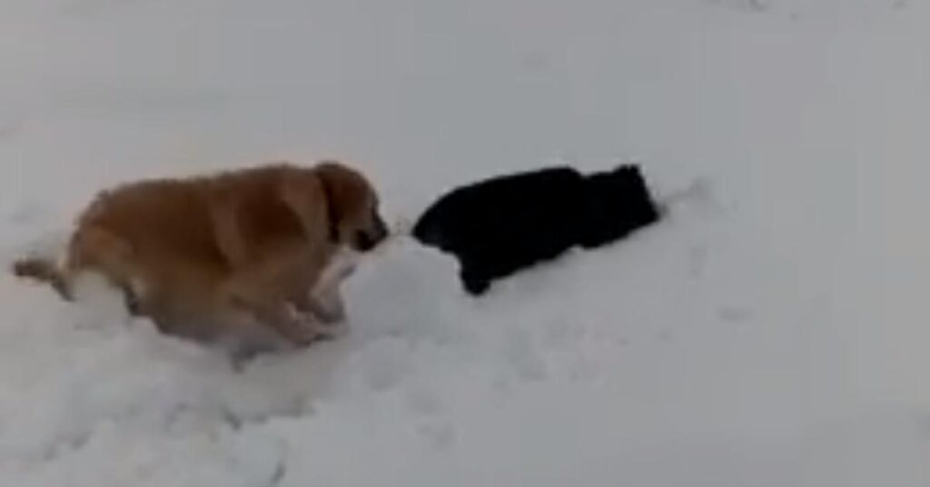 Golden Retriever e Rottweiler giocano nella neve