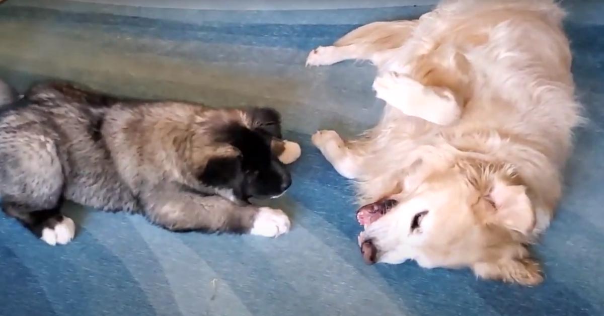 Il Golden Retriever e il cucciolo di Akita lottano dolcemente (video)