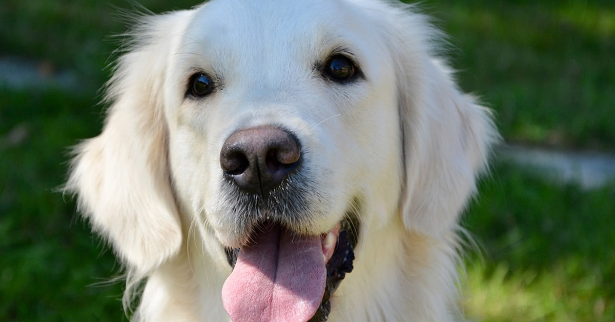 Il Golden Retriever è innamorato della sua fidanzata e le regala dei fiori (video)