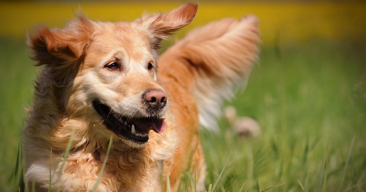 Il Golden Retriever gioca a nascondino con la sua padrona ma non si lascia ingannare (video)