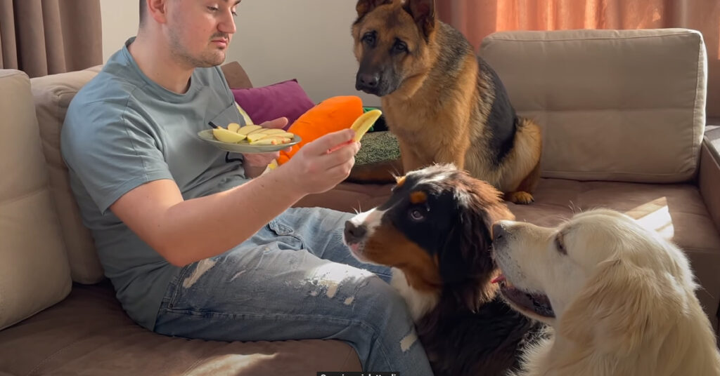 Cani che osservano il padrone che mangia