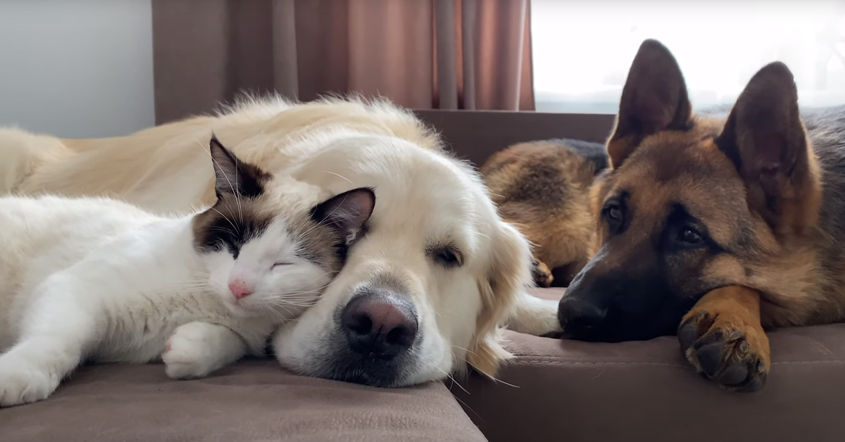 Il Golden Retriever, il cucciolo di Pastore Tedesco e il gattino dormono insieme come dei bambini (video)