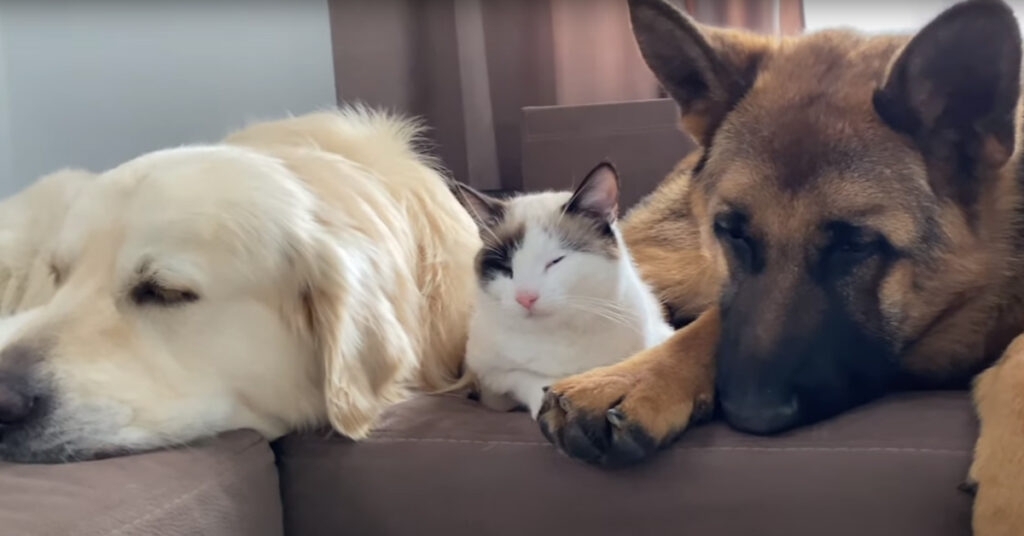Due cani e un gatto che dormono insieme