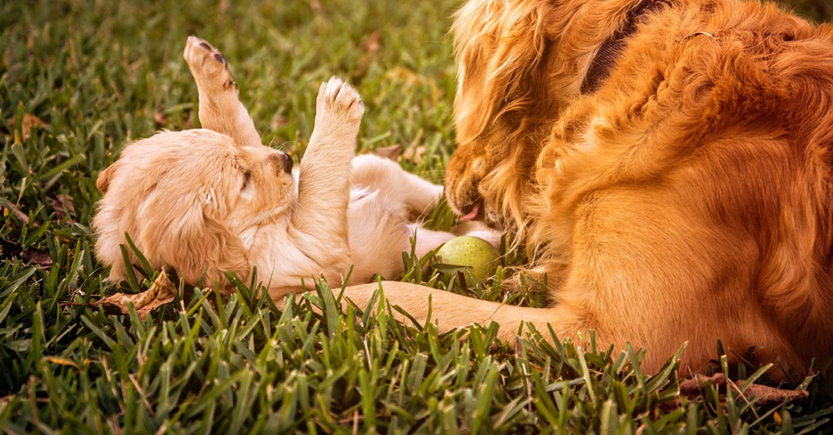 Il Golden Retriever insegna al cucciolo come salire le scale per la prima volta (video)