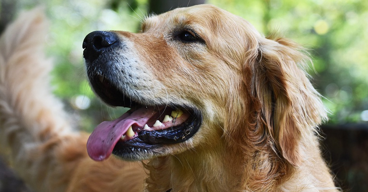 Il Golden Retriever intelligente aiuta il suo padrone a contare i soldi (video)